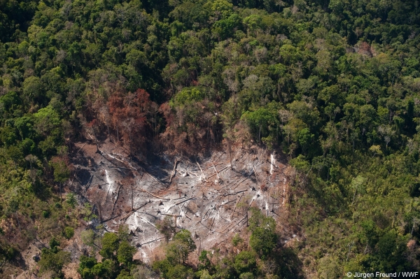 WWF 4nature4us deforestation ontbossing