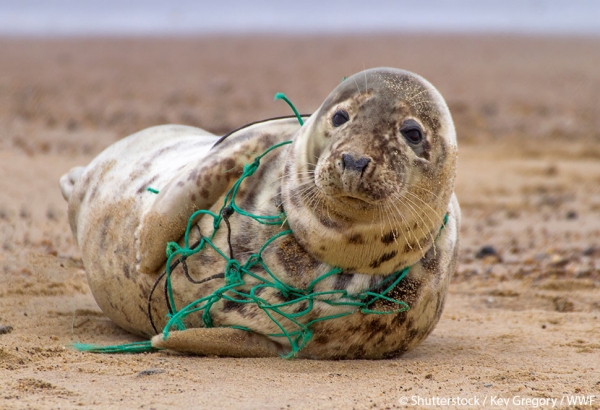 WWF pollution plastique plasticvervuiling faq2
