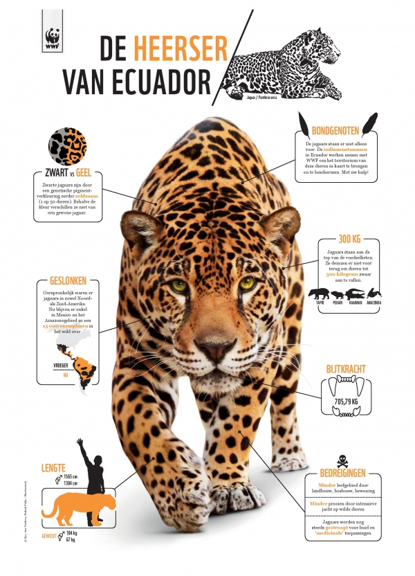 NL Jaguar infographic A3 photo