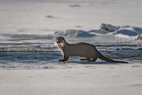 WWF loutre otter gallery2