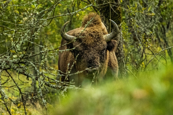 WWF bison 06