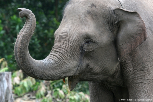 WWF elephant gallery01