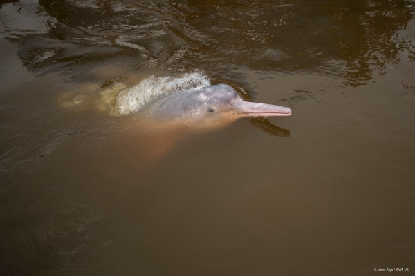 WWF dauphin dolfijn gallery2