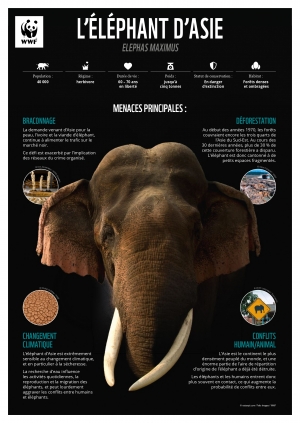 WWF poster elephant A3 12 2020 v3 FR
