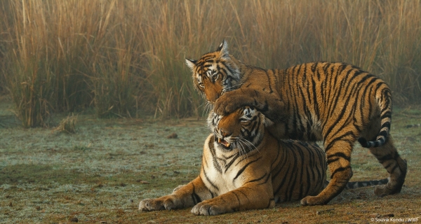 WWF tiger report feb 2018 gallery