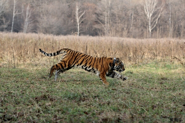 WWF tigre tijger gallery04