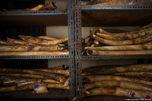 WWF ivoire ivoor taiwan gallery04